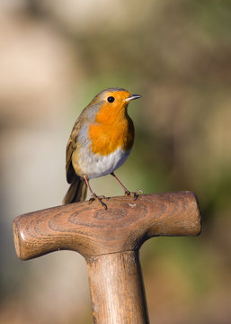 Robin perched on a garden fork handle