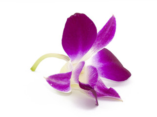 Orchid