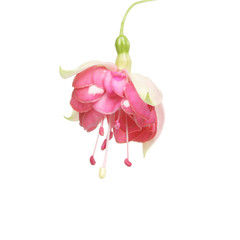 Fuscia flower