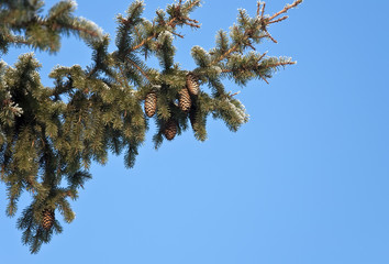 Obraz premium Еловая ветка с шишками