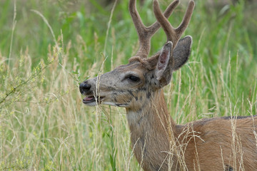 Zion National Park Mule Deer