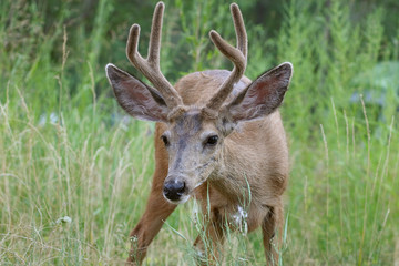 Zion National Park Mule Deer