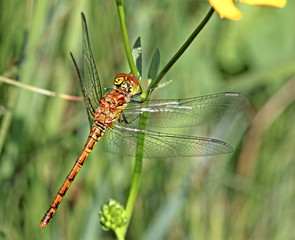 Libellula