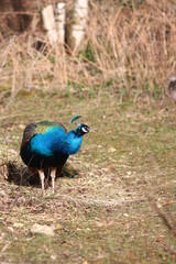 Obraz premium Peacock
