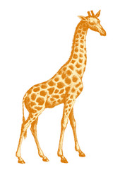 girafe 2