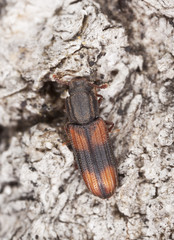 Bark beetle on wood macro photo