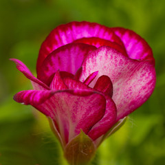 Fototapeta na wymiar Purple geranium bloom