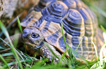 Tartaruga