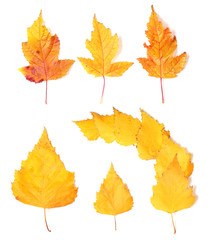 Set of  yellow autumn leaves