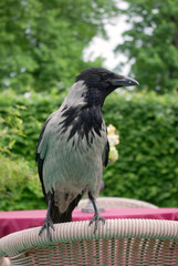Raven