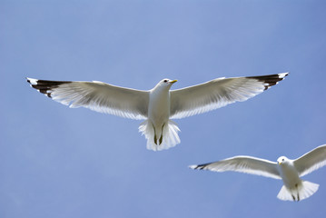 Obraz premium Seagull