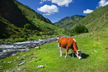 Fototapeta na wymiar mountain cows