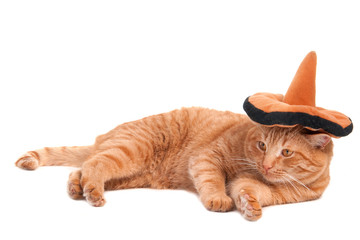 Fototapeta premium Sombrero cat