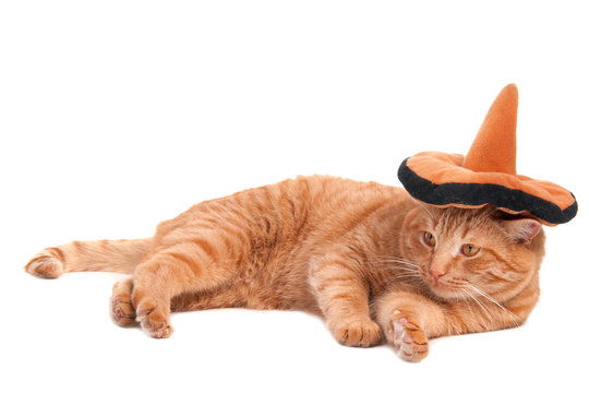 Sombrero cat
