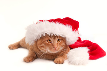 Obraz na płótnie Canvas Christmas Cat with hat