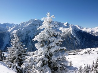 Weihnachtsbaum in den Alpen