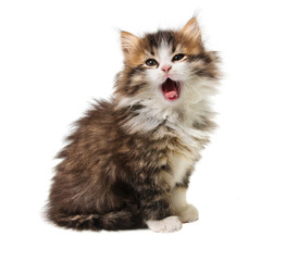 yawning kitten - obrazy, fototapety, plakaty