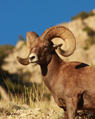 Majestic Bighorn Sheep