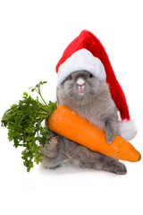 Bunny in the red santa claus hat with carrot