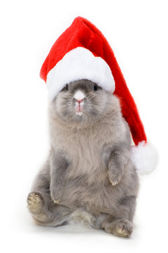 Bunny in the red santa claus hat