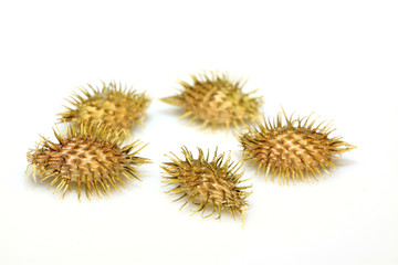 dry xanthium