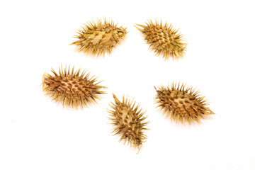 dry xanthium