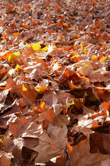 Fall leaf pile vertical