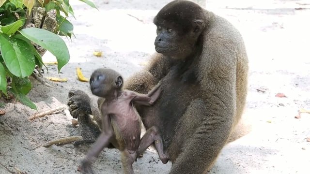 Affenmutter mit Babyaffe