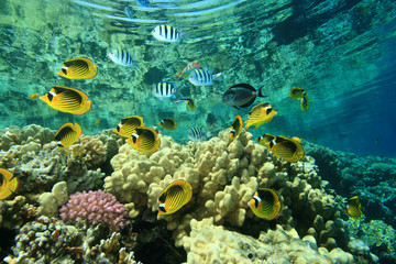 School of Fish: Butterflyfish and Sergeants on coral reef