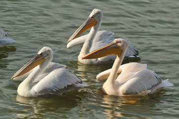 Pelicans/Pelecanus crispus/