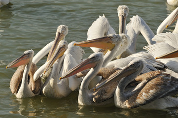 pelicans in lake