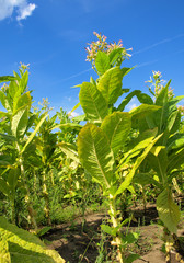 tobacco Plants