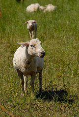 Flock of white swiss sheep standing in a field outdoors