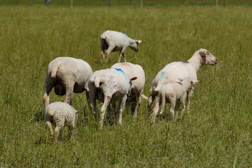 Obraz na płótnie Canvas Flock of white swiss sheep standing in a field outdoors