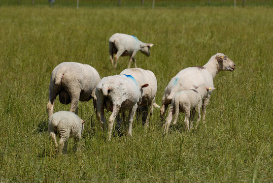 Flock of white swiss sheep standing in a field outdoors