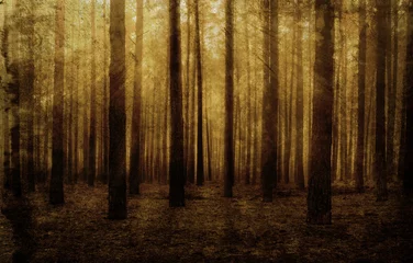 Fotobehang forest © Buriy