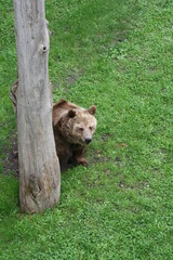 Brown bear outdoors