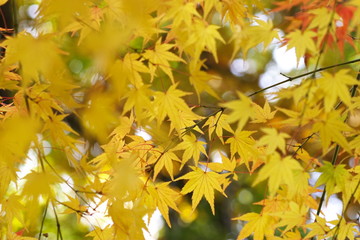 黄葉のカエデ