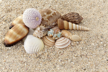 Jolis coquillages sur la plage