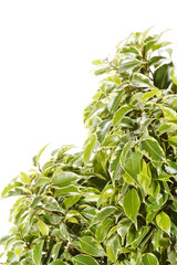 Green ficus tree