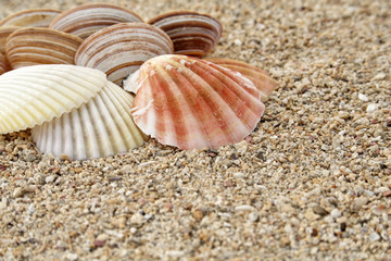 Coquillages sur la plage