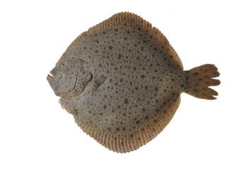 Southern Flounder