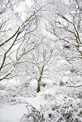 Beautiful winter scene of snow covered trees