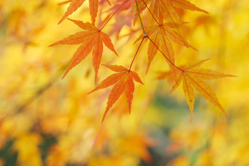 オレンジ色のカエデ