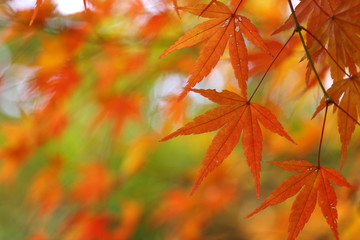 オレンジ色のカエデ