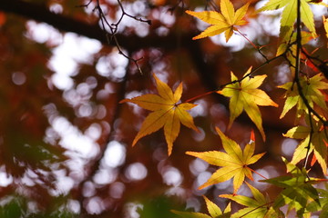 黄葉のカエデ