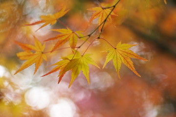 オレンジ色のカエデ