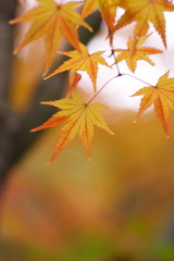 黄葉のカエデ