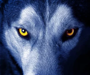 Fototapete Nachtblau schöne Augen eines wilden Wolfes.