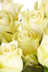 beautiful roses